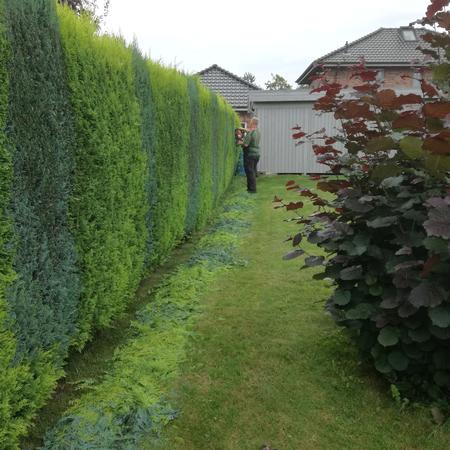 Hecke schneiden